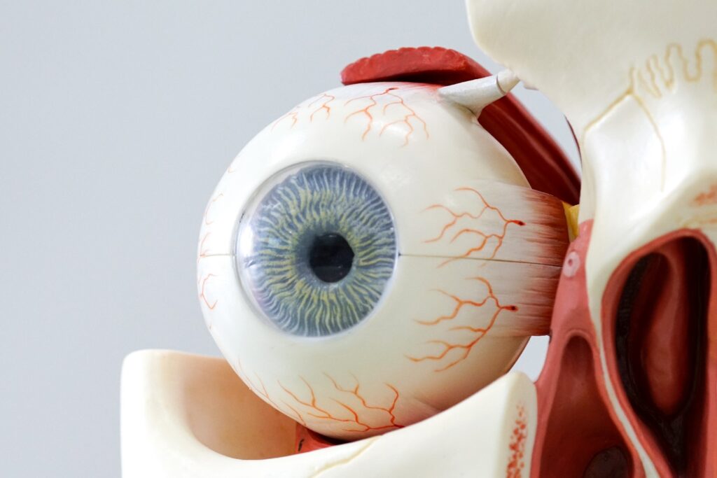 human eye model